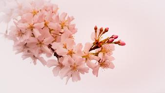 flowering branch on a pink background