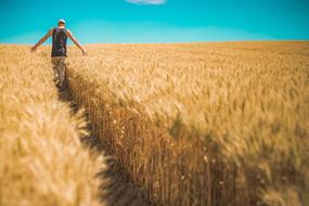 field of Grain Crops Ð·ÑÐºÑÑÑ