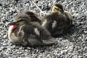 Young Chicks