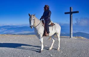 Reiter Horse
