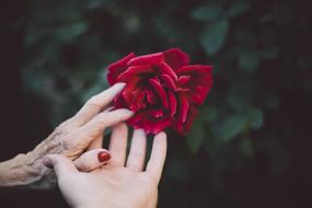 Hands of the people, and beautiful, red rose flower, near the green plants