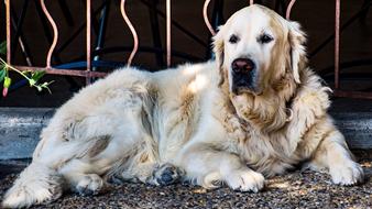 Golden Retriever, furry Dog lays on ground