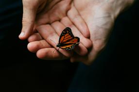 photo of a tiger butterfly on a hand