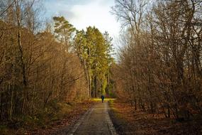 man walks along the road in the autumn forest