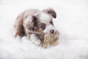 toy australian shepherd puppy dog