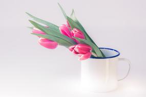 bouquet of pink tulips in a white mug