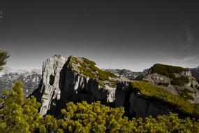 green trees near the cliff