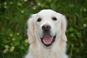 Mollie Golden Retriever dog