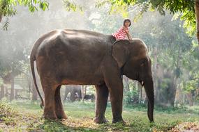 Kid and Africa elephant