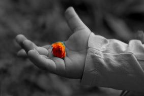 Hand and orange Flower