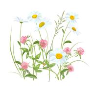 isolated field flowers