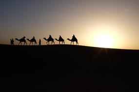 excellent Camels Sunrise