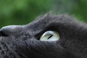 head of a black cat close-up on a blurred background