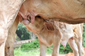 the calf drinks milk