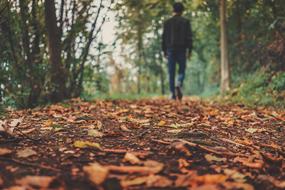 man in the autumnal park