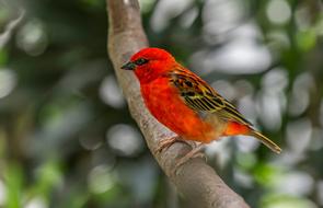 bright orange bird on a branch