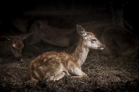 Antler Baby