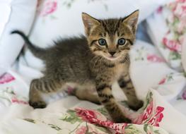 cute Kitten on tissue with floral print