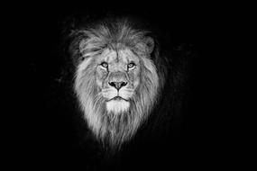 Portrait Cat Lion drawing