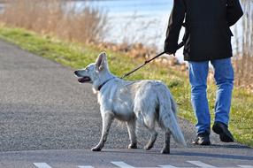 Dog Canine Mammal on road