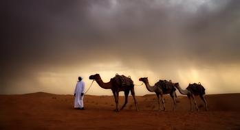 Desert Camels