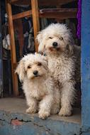 two cute furry white Dogs