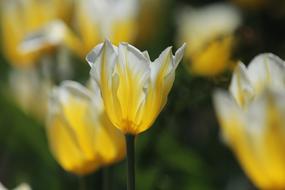 white and yellow tulips grow on a flower bed, blur