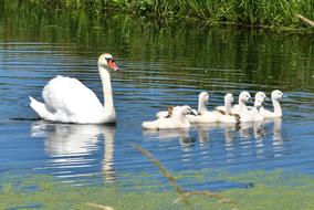 white swan with chicks on the water on a sunny day