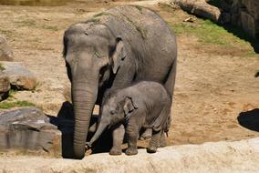 Elephant With Boy Zoo