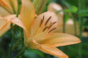Close-up of the beautiful, orange and red lily flowers, with the water drops, among the green grass