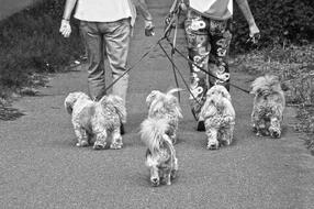 two persons walking with five Doggies