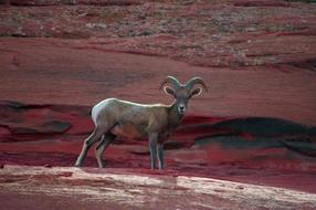 Young Desert Bighorn