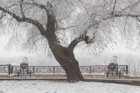 beautiful Winter Snow tree