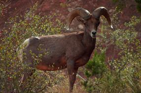 desert bighorn ram in wildlife