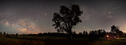 Beautiful landscape of the trees and campfire in Grand Canyon-Parashant in Arizona, USA