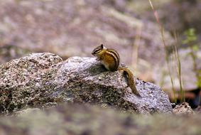 Chipmunk rodent