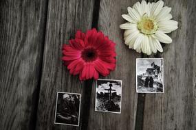 black and white retro photo and buds