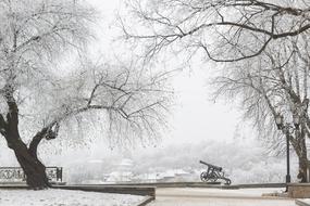 Cannon Winter Snow tree