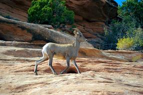 Beautiful, cute and colorful female Desert bighorn sheep, among the colorful and beautiful plants and rocks in the desert in Colorado, USA