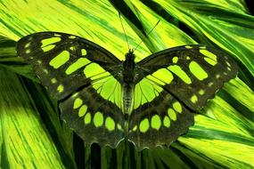 Close-up of the beautiful, patterned, green butterfly of the different shades, on the green leaves in the museum