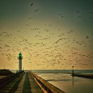 Lighthouse and Gulls