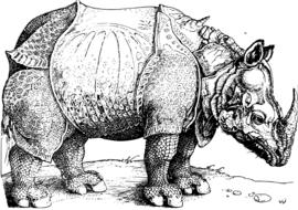 rhinoceros engraving drawing