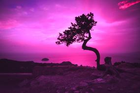 picturesque tree silhouette on the pink sky