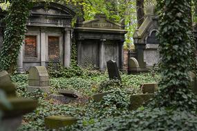 Beautiful landscape with the Jewish cemetery in green ivy plants in Poland