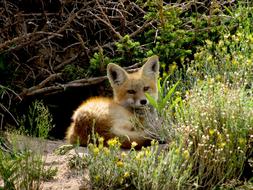 Red Fox in Wildlife