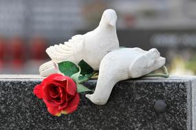 Two, beautiful, white doves with red and green rose flower with green leaves on the cemetery