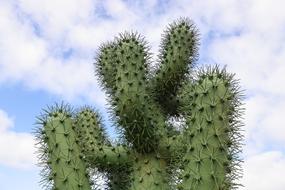 prickly cactus against a cloudy sky