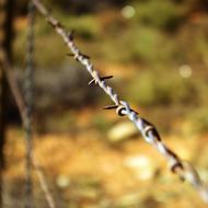 beautiful Barbed Wire