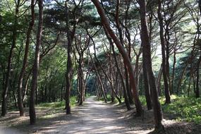 Pine Wild Stem