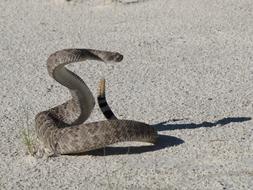 Western Diamondback